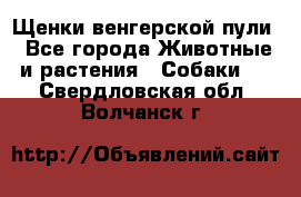 Щенки венгерской пули - Все города Животные и растения » Собаки   . Свердловская обл.,Волчанск г.